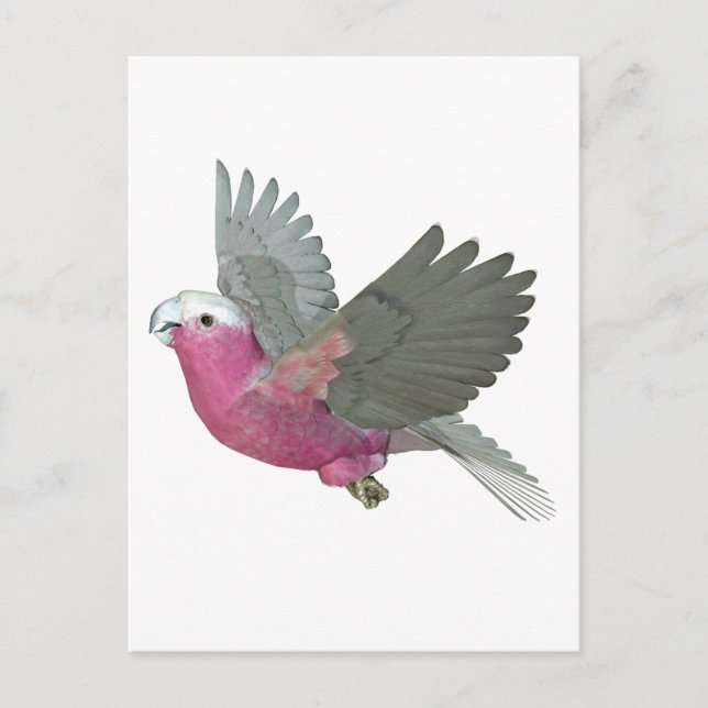 Cartão Postal Galah (Frente)