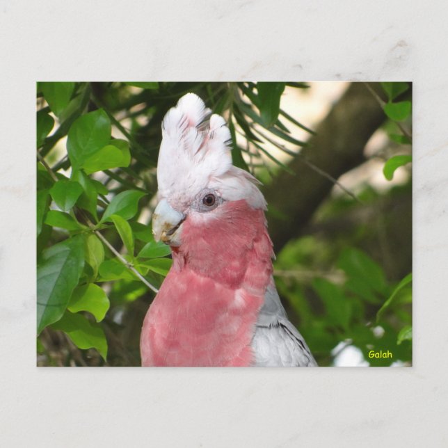 Cartão Postal Galah (Cockatoo de pausa/roseado por Rosa) (Frente)
