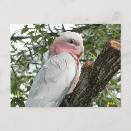 Cartão Postal Galah (Cockatoo de pausa/roseado por Rosa)