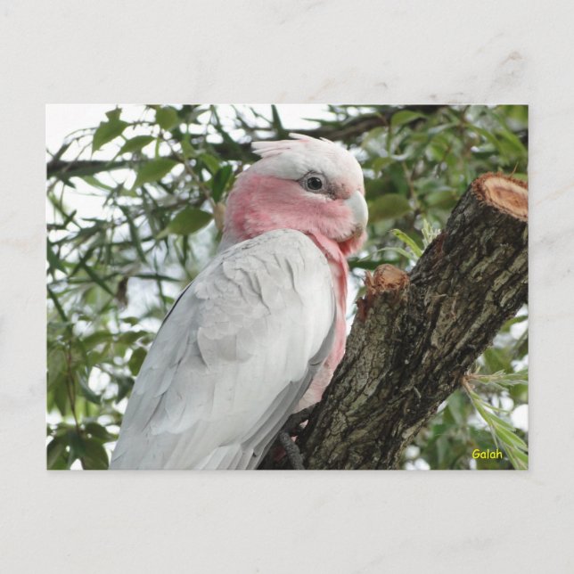 Cartão Postal Galah (Cockatoo de pausa/roseado por Rosa) (Frente)