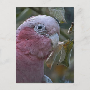 Cartão Postal Galah ou Cacatua de Peito Rosado