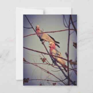 Cartão Postal Galah Pássaros na árvore 1