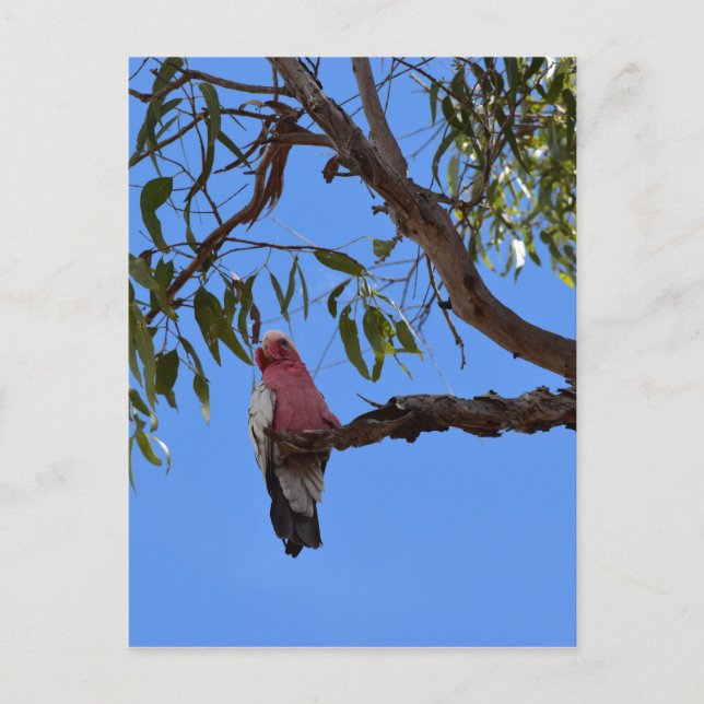 CARTÃO POSTAL GALAH PINK NA ÁRVORE RURAL QUEENSLAND AUSTRÁLIA (Frente)