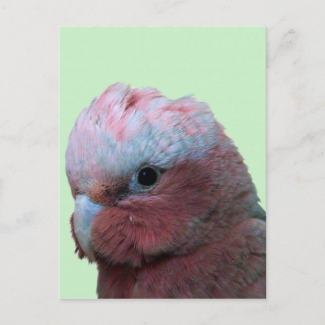 Cartão Postal Galahs (Frente)