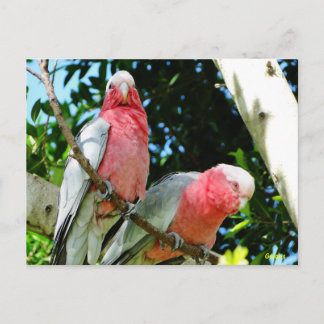 Cartão Postal Galahs (Cockatoos assados por Rosa/roseados)
