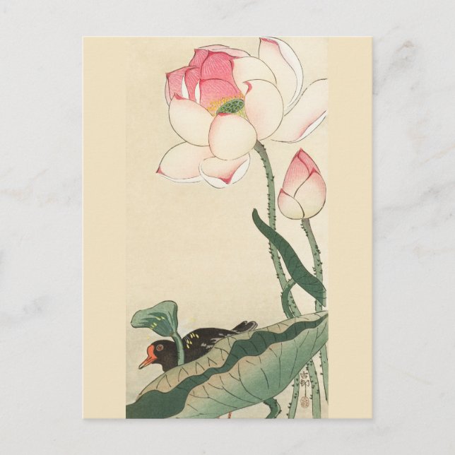 Cartão Postal Galálula com Flores de Lotus por Ohara Koson (Frente)