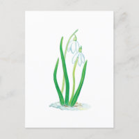Galanthus (Galanthus nivalis)