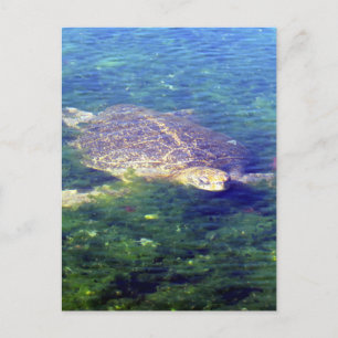 Cartão Postal galápagos de tartaruga marinha