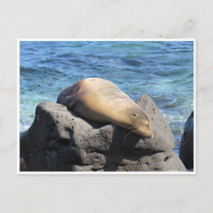 Cartão Postal galápagos-do-mar