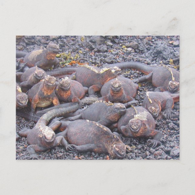 cartão postal galápagos iguanas (Frente)