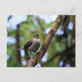 Cartão Postal Galápagos Islands Mockingbird, Equador
