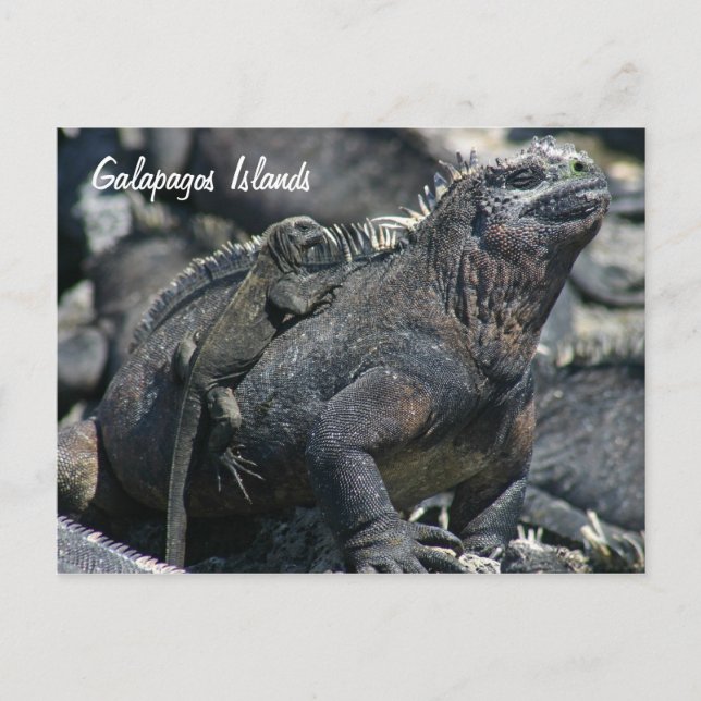 Cartão Postal Galápagos Marine Iguana com bebê (Frente)