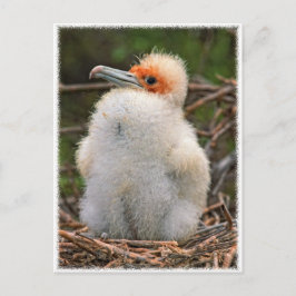Cartão Postal Galápagos pintinhos