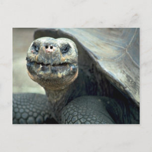 Cartão Postal Galápagos Tortoise