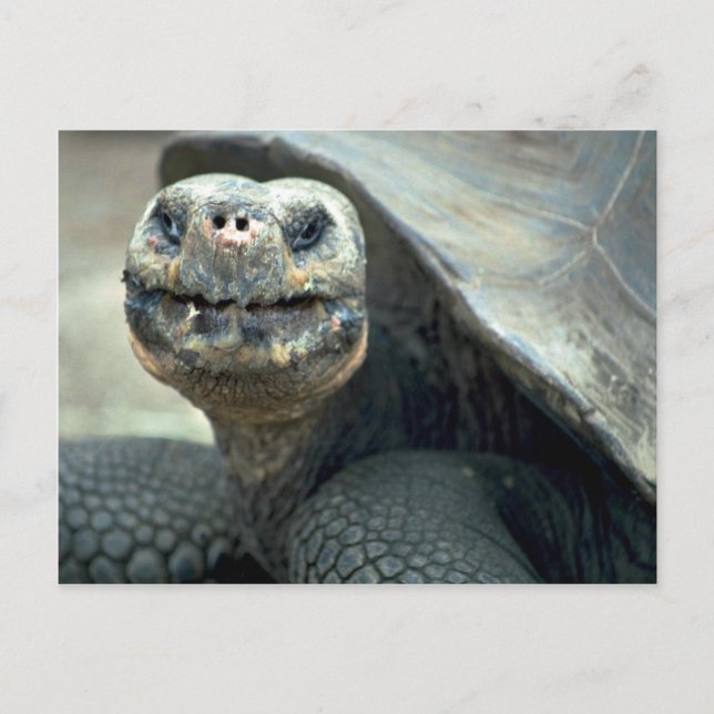 Cartão Postal Galápagos Tortoise (Frente)