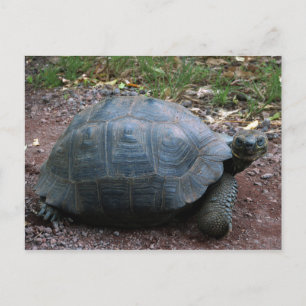 Cartão Postal Galápagos Tortoise