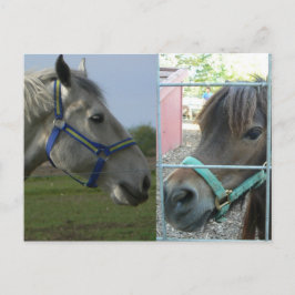 Cartão Postal galeria equina