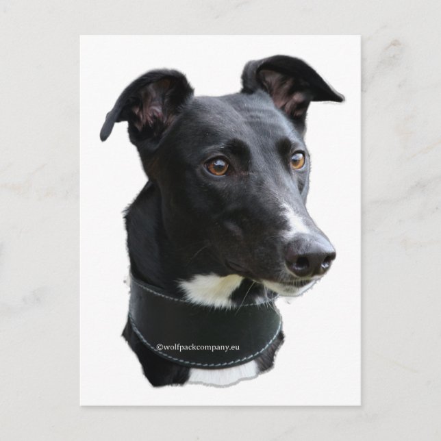Cartão Postal galgo (Frente)