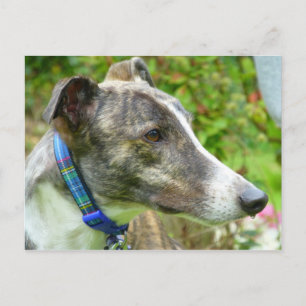 Cartão Postal Galgo cinza e branco (a345)
