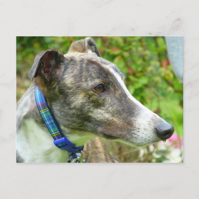Cartão Postal Galgo cinza e branco (a345) (Frente)
