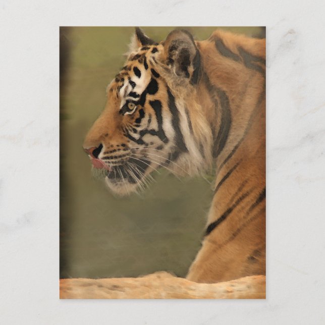 Cartão Postal galinha (Frente)