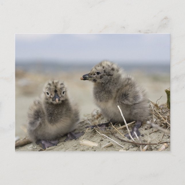 Cartão Postal Galinha (Frente)