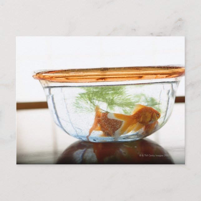 Cartão Postal Galinha (Frente)