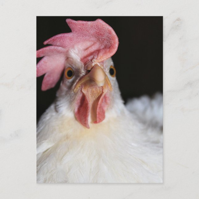 Cartão Postal Galinha (Frente)
