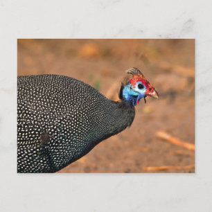Cartão Postal Galinha-d'angola (Numida meleagris). África,