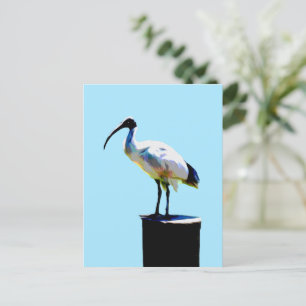 Cartão Postal Galinha De caixa, (Ibis) Tinta Petrolífera,