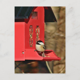 Cartão Postal Galinha de casaco preto