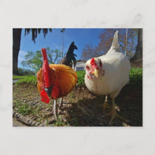 Cartão Postal galinha e galo