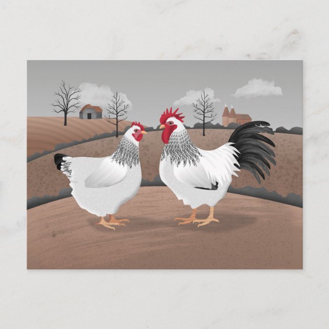 Cartão Postal Galinha & Galo (Frente)