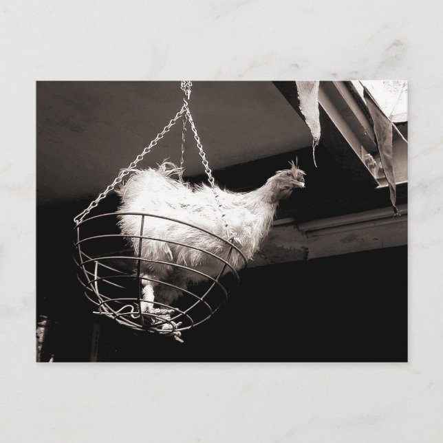 Cartão Postal Galinha na cesta (Frente)