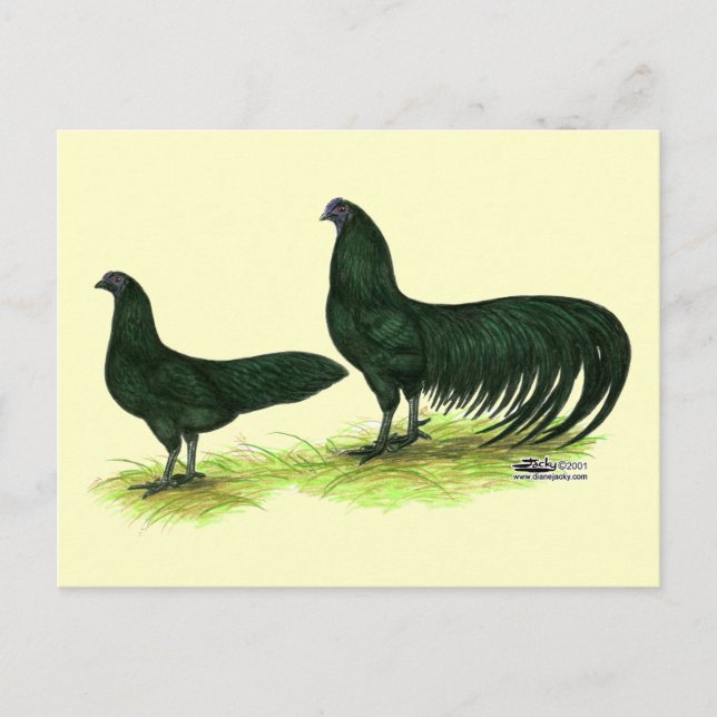Cartão Postal Galinha Sumatra Preta (Frente)