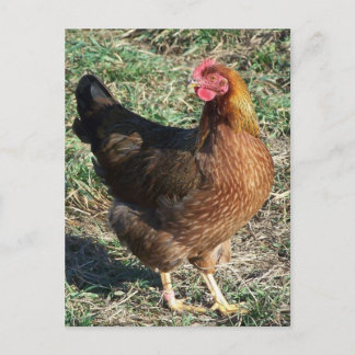 Cartão Postal Galinha Welsummer ao Ar Livre