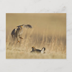 Cartão Postal Galinhas da pradaria masculina no Condado de Loup