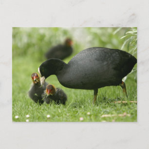 Cartão Postal Galinhas-d'água do bebê