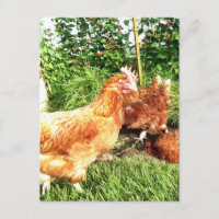 Galinhas de bateria de longa distância felizes