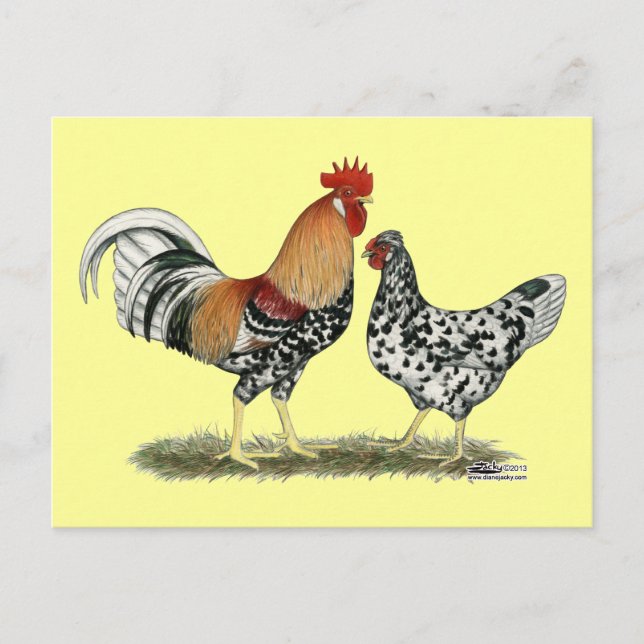 Cartão Postal Galinhas Islandesas (Frente)