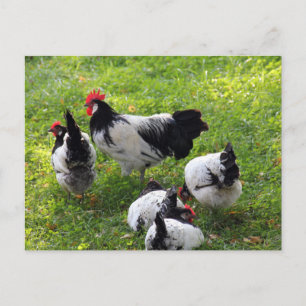 Cartão Postal Galinhas picando na grama