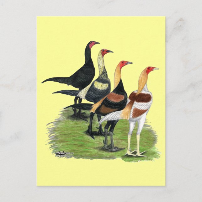 Cartão Postal Galinheiros de Jogo Moderno (Frente)