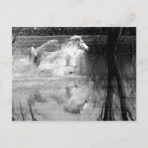 Cartão Postal Galloping White Water Horse