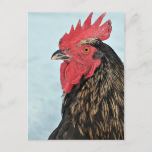 Cartão Postal Galo