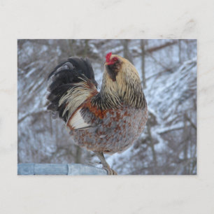 CARTÃO POSTAL GALO AMERICANA NO INVERNO PRESENTES