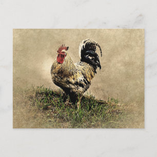 Cartão Postal Galo Antigo na Grama