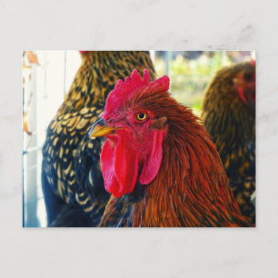 Cartão Postal Galo bonito