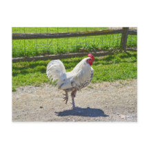 Galo cruzando a estrada em uma Fazenda de Vermont
