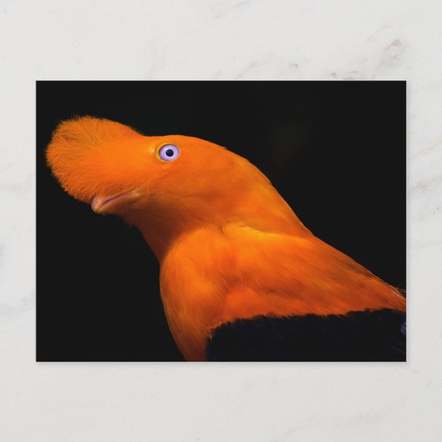 Cartão Postal galo-da-serra (Frente)