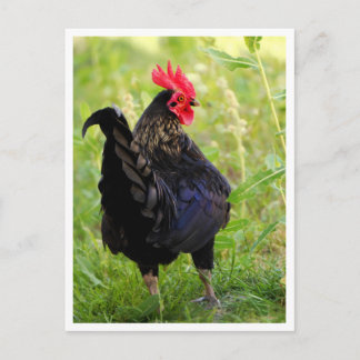 Cartão Postal Galo de Briga